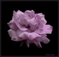 Foto de  Vctor Dez - Galería: Flores - Fotografía: Rosa Azul