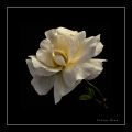 Foto de  Vctor Dez - Galería: Flores - Fotografía: Rosa Blanca