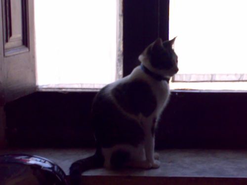 Fotografia de BellaBlack - Galeria Fotografica: Animales - Foto: La gata en la ventana