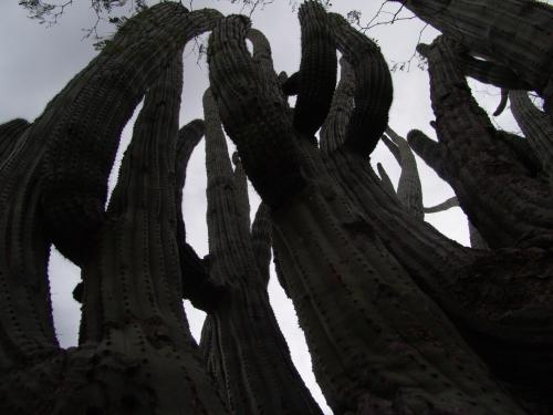 Fotografia de frances - Galeria Fotografica: Batopilas el lugar donde Dios quiere vivir - Foto: cactus 3