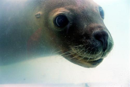 Fotografia de francisco len - Galeria Fotografica: animales  en la  urbe - Foto: marino