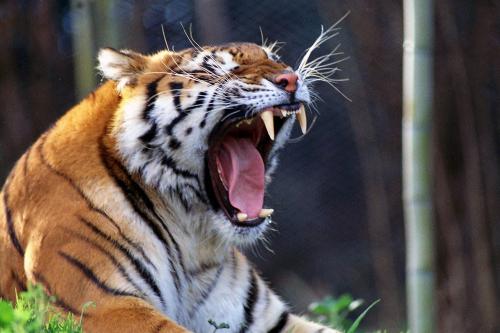 Fotografia de francisco len - Galeria Fotografica: animales  en la  urbe - Foto: tigre