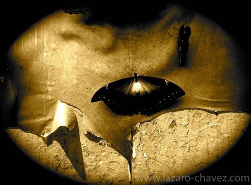 Fotografia de Lzaro Chvez Armenteros - Galeria Fotografica: Lzaro Chvez - Foto: Mujer Mariposa