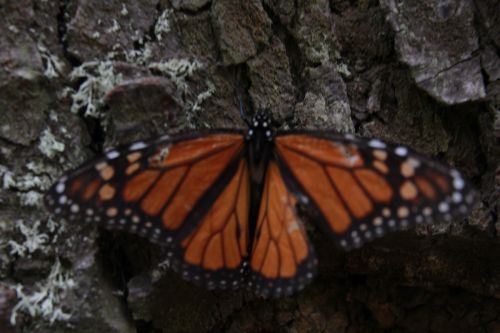 Fotografia de Hector Vega - Galeria Fotografica: PhotoScape Mariposa Monarca - Foto: 