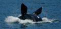 Foto de  gui - Galería: naturaleza - Fotografía: ballena sud africa2								
