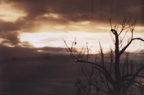 Fotografia de romer vision - Galeria Fotografica: Atardecer en Tacarigua - Foto: atardecer del pajaro