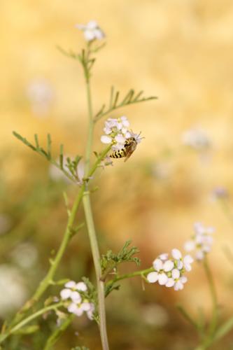 Fotografia de Sandra Karro - Galeria Fotografica: Naturaleza - Foto: Una abeja trabajando