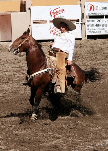 Fotografia de fotografiarte - Galeria Fotografica: La fiesta charra en Mxico - Foto: Calando el caballo
