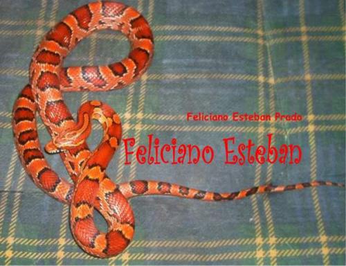 Fotografia de Feliciano - Galeria Fotografica: Pantherophis guttatus - Foto: Okeetee