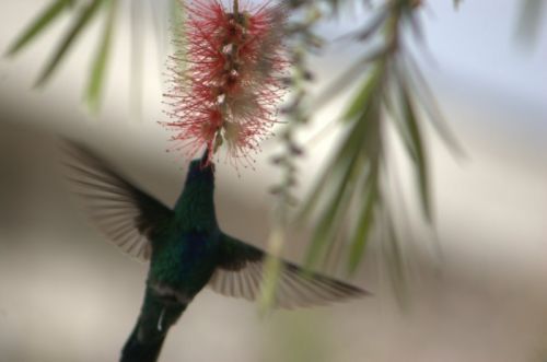 Fotografia de rubenzavala70 - Galeria Fotografica: colibries - Foto: 