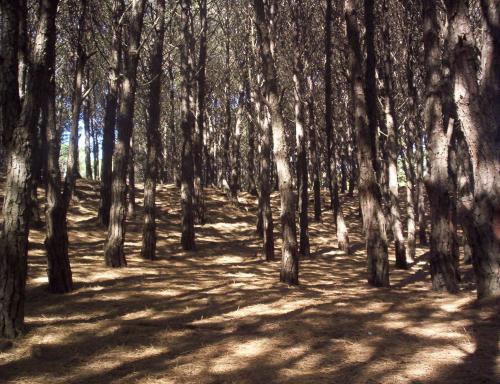 Fotografia de  - Galeria Fotografica: OTRO VERANO INCREIBLE EN NECOCHEA - Foto: AL BOSQUE POR LA TARDE 2