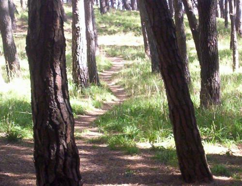 Fotografia de  - Galeria Fotografica: OTRO VERANO INCREIBLE EN NECOCHEA - Foto: AL BOSQUE POR LA TARDE 3