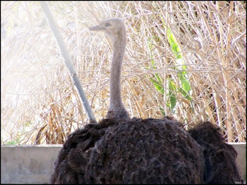 Fotografia de Beto - Galeria Fotografica: Un  Paseo  al Zoo - Foto: 