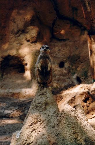 Fotografia de paco - Galeria Fotografica: el zoo - Foto: el vigilante