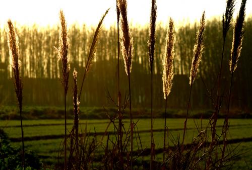 Fotografia de Estado Lgico - Galeria Fotografica: Elementos naturales - Foto: Espigas al atardecer