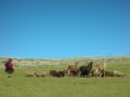 Foto de  aldopintor - Galería: Fotografias del PERU - Fotografía: pastora de alpacas huancavelica