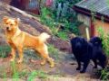 Foto de  Aninimus - Galería: Vida En MI Patio - Fotografía: mis perros