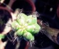 Foto de  Aninimus - Galería: Vida En MI Patio - Fotografía: cactus