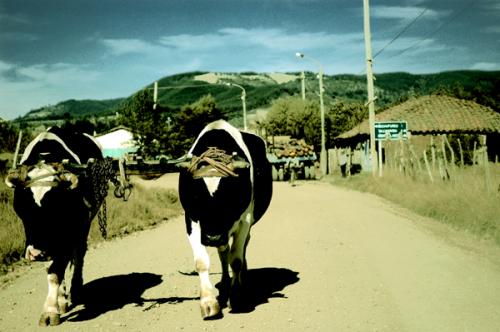 Fotografia de TOTO ALVAREZ - Galeria Fotografica: Ms guios de Toto - Foto: par de vacas