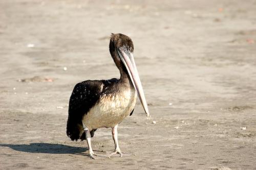 Fotografia de RobertoG.Poza - Galeria Fotografica: Naturaleza del Per. - Foto: Pelicano