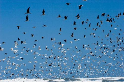 Fotografia de RobertoG.Poza - Galeria Fotografica: Naturaleza del Per. - Foto: Lagunas de Meja