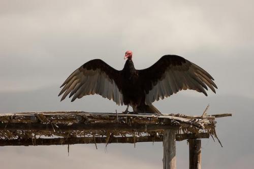 Fotografia de RobertoG.Poza - Galeria Fotografica: Naturaleza del Per. - Foto: secando las alas