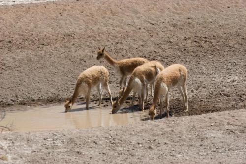 Fotografia de RobertoG.Poza - Galeria Fotografica: Naturaleza del Per. - Foto: Vicuas bebiendo