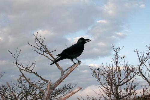 Fotografia de RobertoG.Poza - Galeria Fotografica: Naturaleza del Per. - Foto: Japn