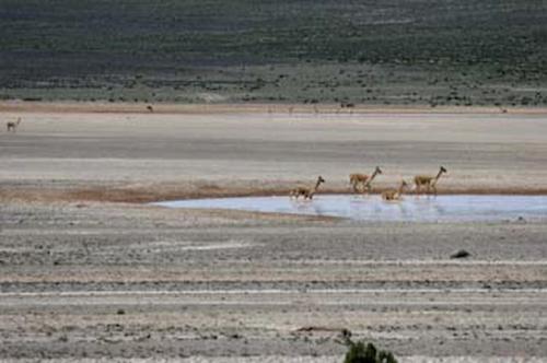 Fotografia de RobertoG.Poza - Galeria Fotografica: Naturaleza del Per. - Foto: Vicuas baandose