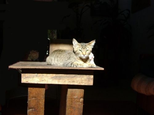 Fotografia de Jey Tenorio - Galeria Fotografica: mi gata catira - Foto: 