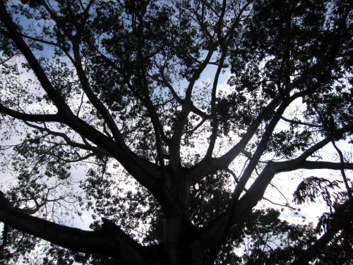 Fotografia de esquel - Galeria Fotografica: Palenque y Agua Azul, Chiapas. - Foto: 