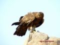 Foto de  agus rodrguez - Galería: naturaleza - Fotografía: Aguila