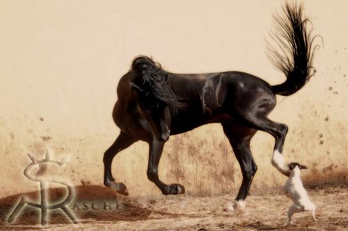 Fotografia de Sonja Rasche - Galeria Fotografica: Caballos - Foto: El Juego