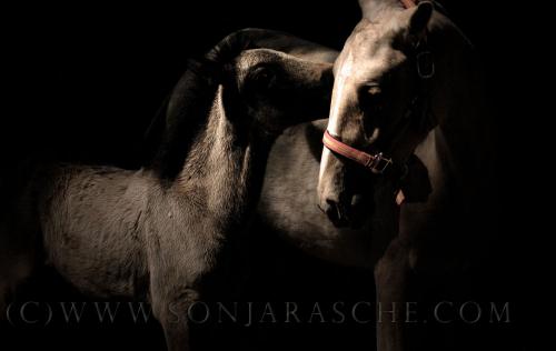 Fotografia de Sonja Rasche - Galeria Fotografica: Caballos - Foto: Potros