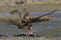 Fotos de Carles Pastor -  Foto: Aves - Aguilucho lagunero comiendo un cormoran grande