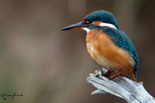 Fotografia de FRAN - Galeria Fotografica: Naturaleza en libertad - Foto: 