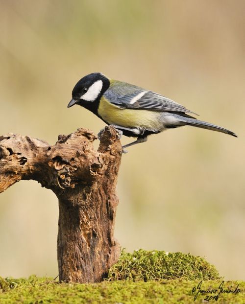 Fotografia de FRAN - Galeria Fotografica: Naturaleza en libertad - Foto: 