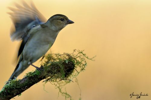 Fotografia de FRAN - Galeria Fotografica: Naturaleza en libertad - Foto: 