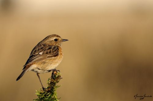 Fotografia de FRAN - Galeria Fotografica: Naturaleza en libertad - Foto: 