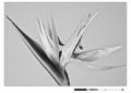 Foto de  VOLTA - Galería: Flowers - Fotografía: ave