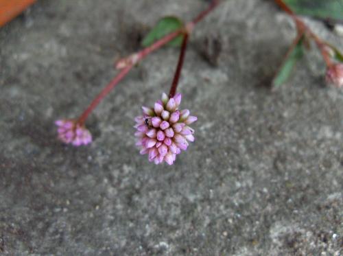 Fotografia de  - Galeria Fotografica: Flores y algo mas II... - Foto: Pequea visita