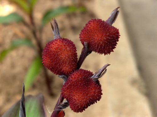 Fotografia de  - Galeria Fotografica: Flores y algo mas II... - Foto: Fresas