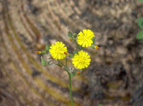 Fotografia de  - Galeria Fotografica: Flores y algo mas II... - Foto: Diminuta belleza