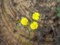 Fotos de Sin nombre -  Foto: Flores y algo mas II... - Diminuta belleza