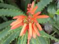 Foto de   - Galería: Flores y algo mas II... - Fotografía: Aloe Naranja