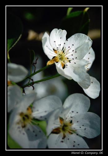 Fotografia de Manel - Galeria Fotografica: NATURALEZA - Foto: 