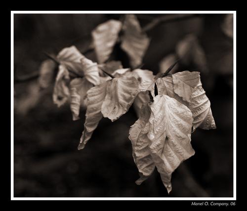 Fotografia de Manel - Galeria Fotografica: NATURALEZA - Foto: 