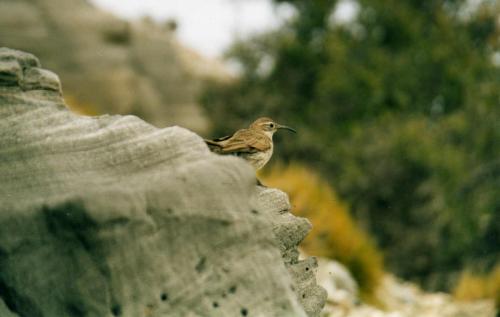 Fotografia de sebas - Galeria Fotografica:  algo de lo nuestro - Foto: sobre  la nariz