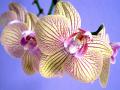 Foto de  alegria - Galería: NATURALEZA,  flora  y  fauna - Fotografía: orquidea