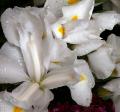 Foto de  alegria - Galería: NATURALEZA,  flora  y  fauna - Fotografía: lilium blanco